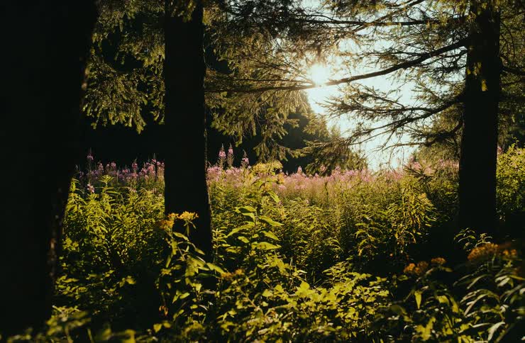 A sunny forest clearing is shown with tall pine trees framing a meadow full of pink and yellow wildflowers the sun shines brightly through the trees creating a peaceful and radiant atmosphere