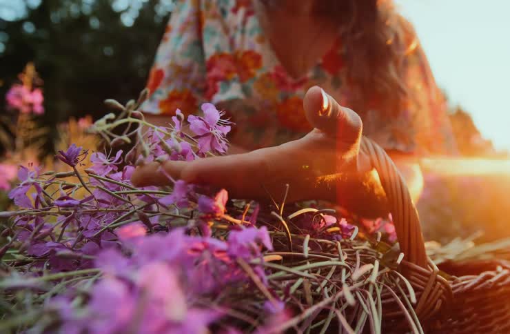 Woman gathers purple flowers in a field lit by the evening sunlight