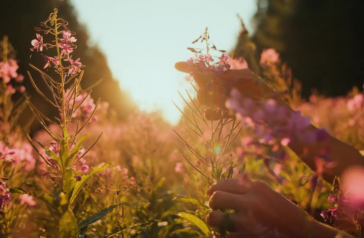 Hands touching pink flowers lit by the afternoon sun