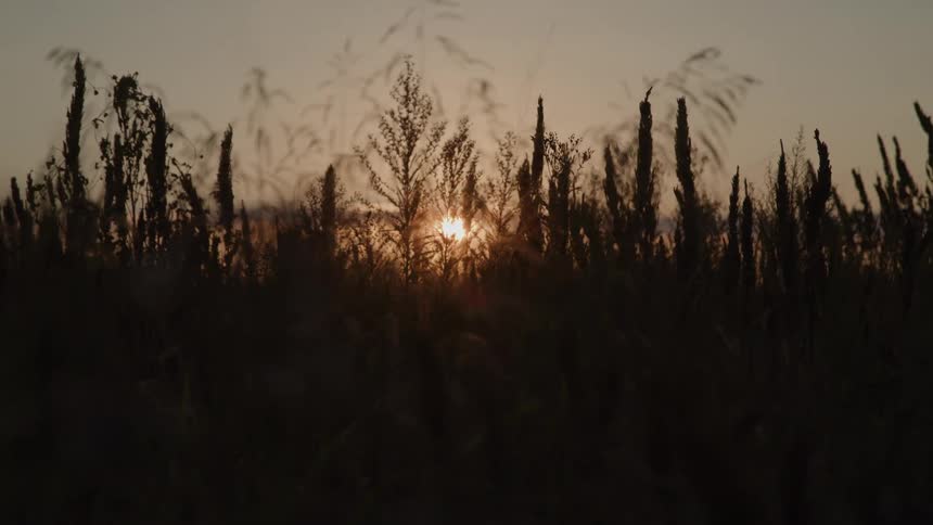 Tall grass silhouettes in a field as the sun sets under a golden sky
