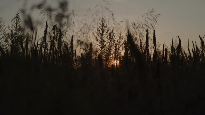 Tall grass rises in silhouette across a peaceful open field at sunset