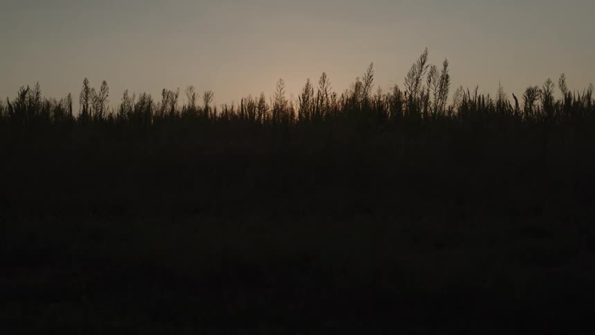 A line of tall grasses stands in dark silhouette against a soft dusk sky