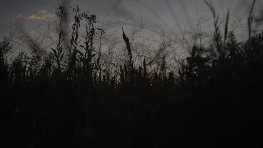 Tall wild grasses sway in the wind against a dim sunset sky