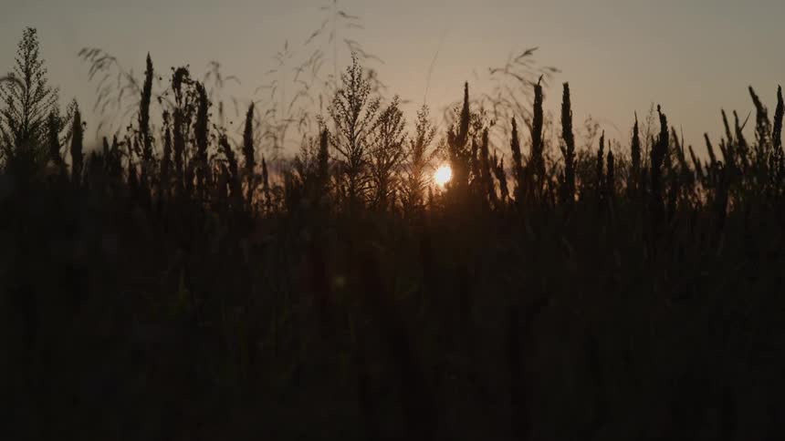 A field of tall wild grasses is silhouetted against a low sunset