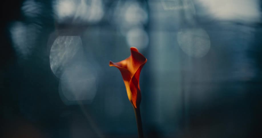 Orange flower in focus contrasts with a blurred background in cool tones