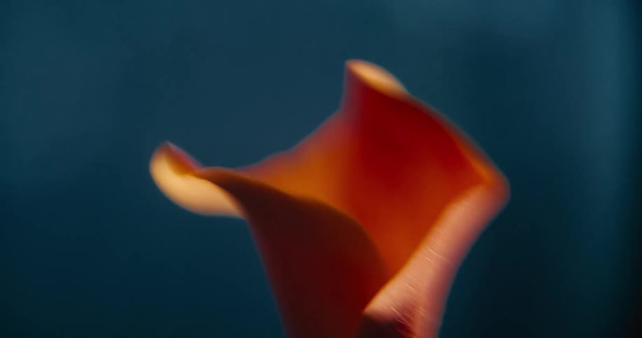 An extreme close up of an orange flower