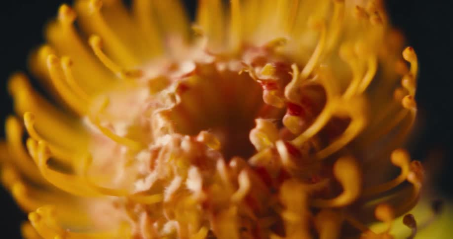 The intricate curly stamens of a vibrant yellow flower are revealed in extreme detail against a dark background