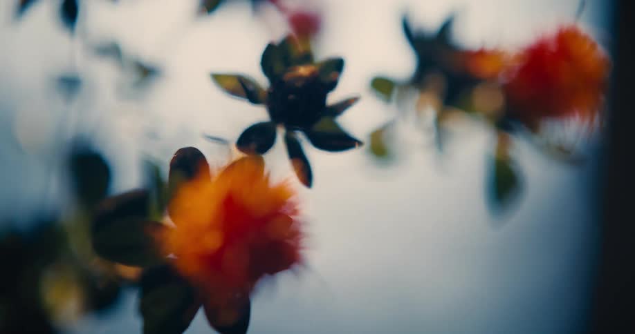 A focus pull though orange flowers against a sift blue background