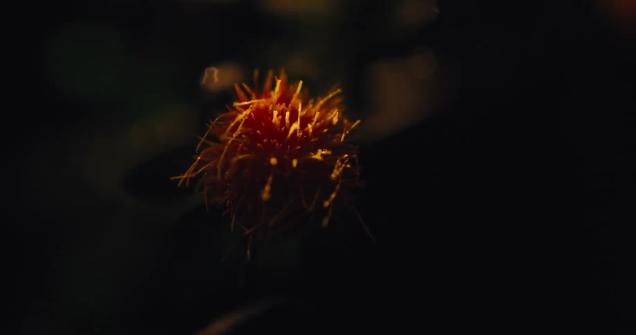 Light moves across an orange flower against a dark background