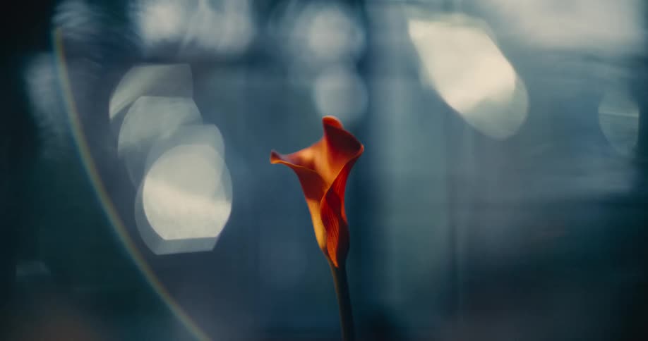 Medium close up of an orange flower against a blue bokeh background
