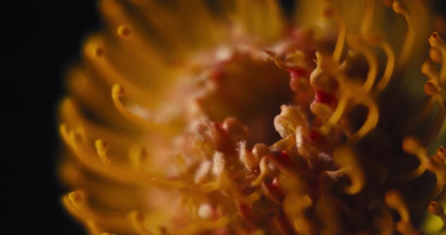 Macro detail shows texture and curved shapes of a orange flower