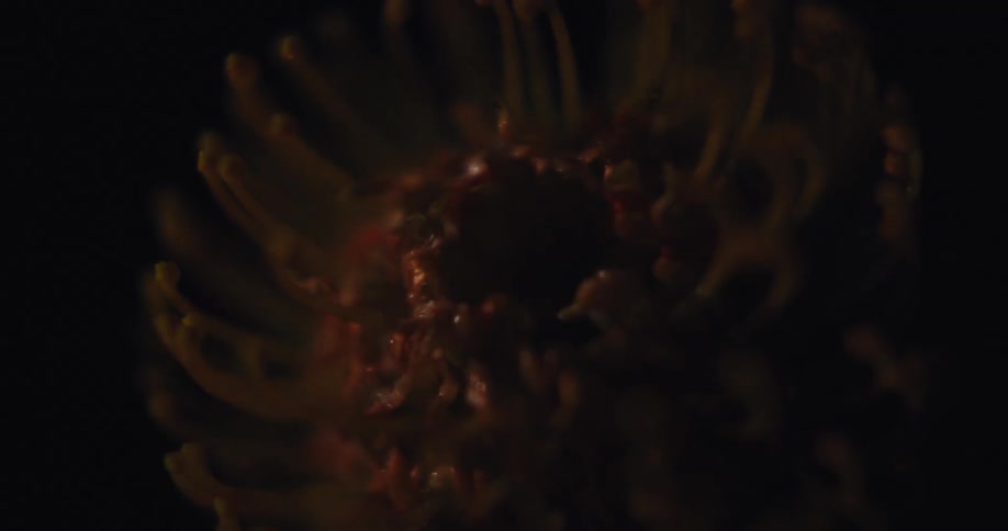 Light moves across an extreme close up of a vibrant orange flower against a dark background