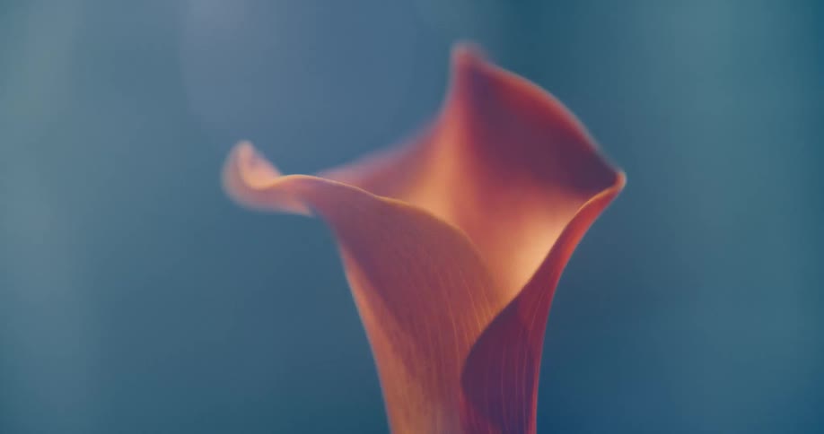 A closeup of an orange calla lily softly lit against a deep blue background