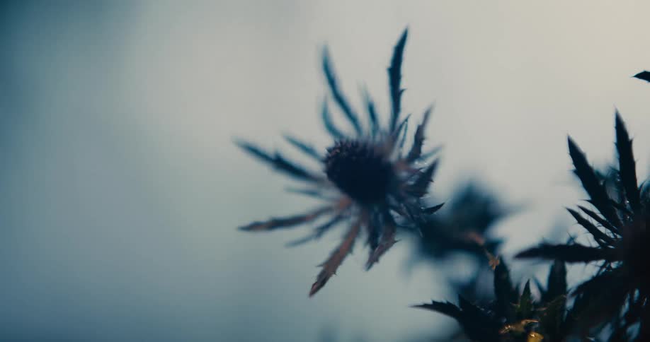 A close up of a thistle as it moves in the breeze against an out of focus background