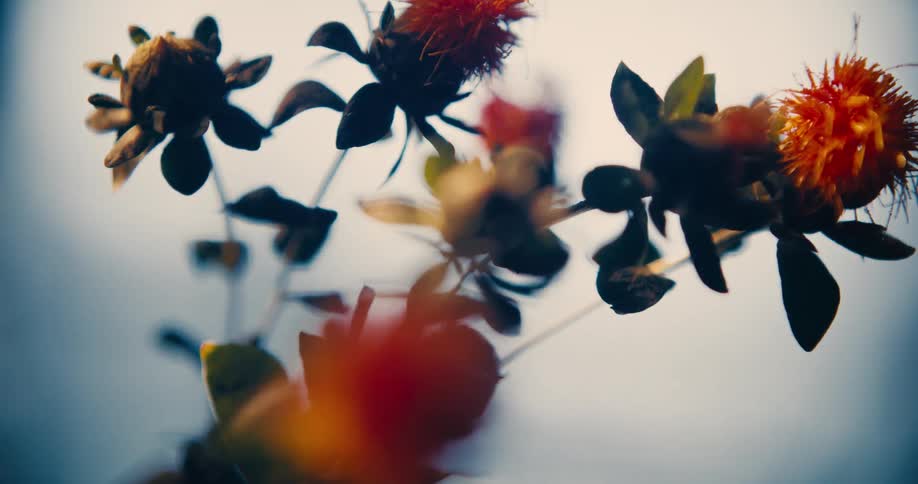 Focus pulling through stems of orange flowers