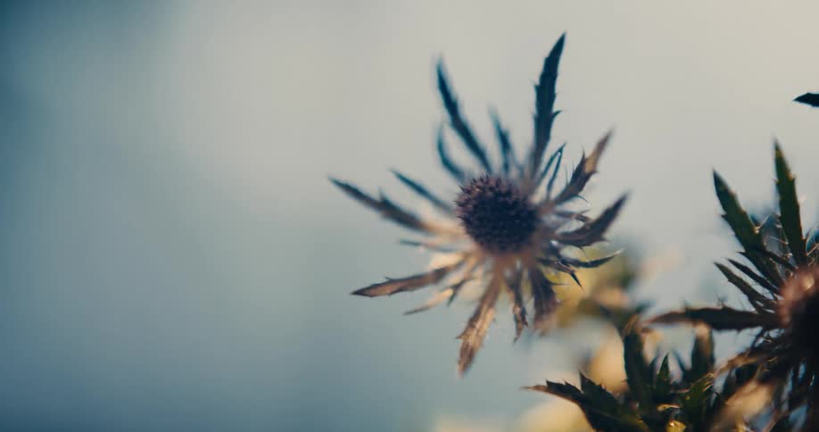 A thistle in dappled sunlight moves in the breeze against a soft light blue background