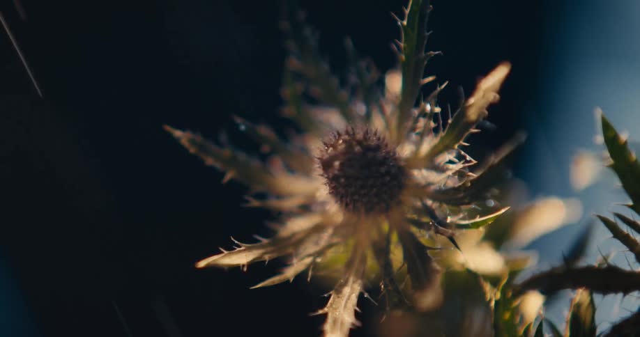 A close up of a thistle in dappled light with flecks of rain moving in the breeze