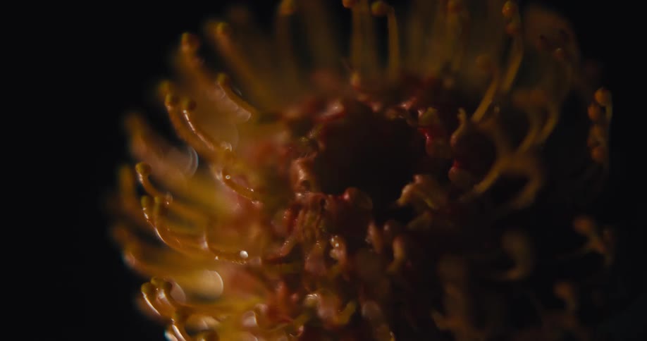 Golden flower displays intricate structure under soft light and dark background