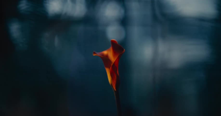 A single elegant calla lily comes into focus against a dreamy soft focus background with beautiful bokeh