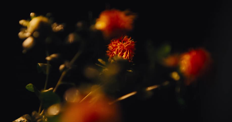 Sunlight moves across orange flowers agaist a dark background