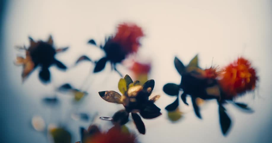 Orange flowers on blurred branches under soft light