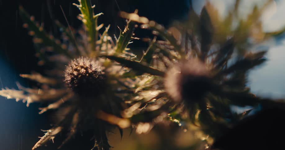 Light shines on plants as rain falls