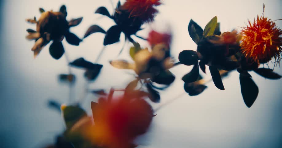 Soft focus stems with orange flowers against a soft blue background