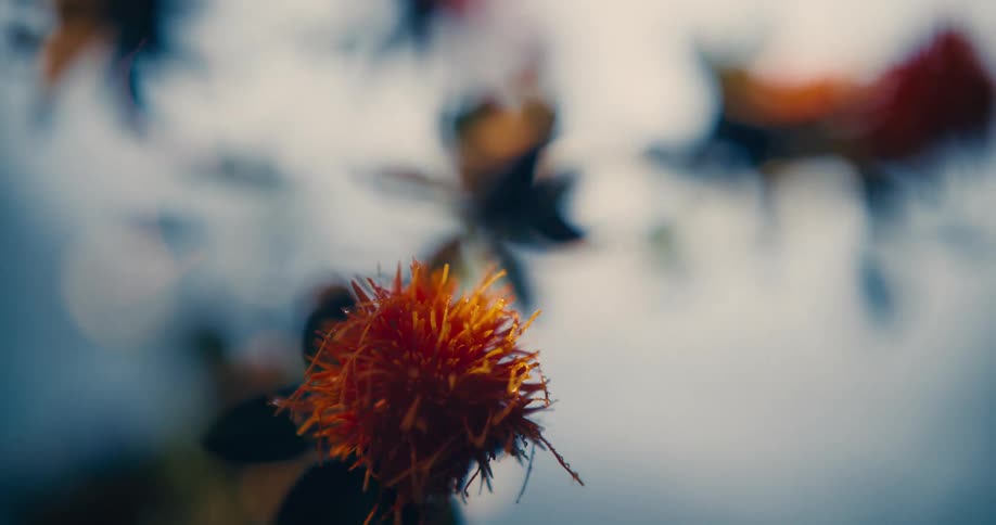 A closeup of an orange spiky flower glowing under warm sunlight