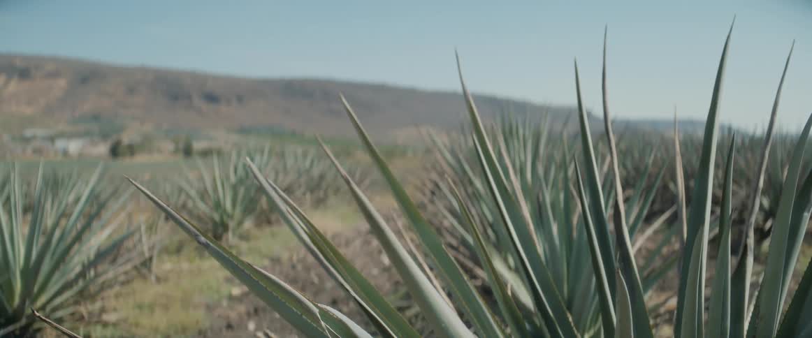 A farmland stretches widely filled with rows of pineapple plants under the midday sun