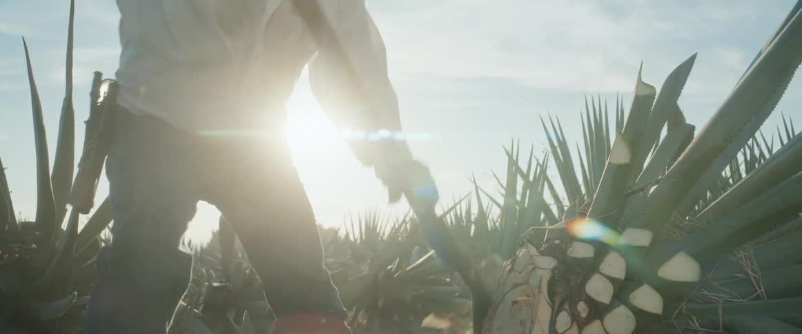 Backlit by the sun a jimador skillfully uses a coa to harvest an agave plant in a field