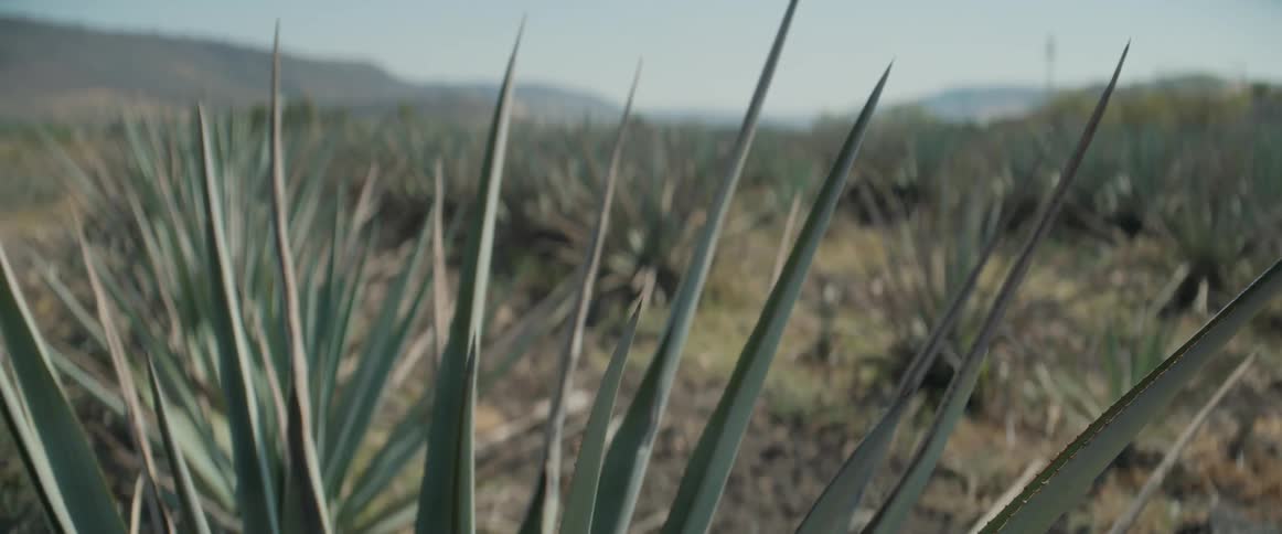 Agave plants are growing in the desert in a valley