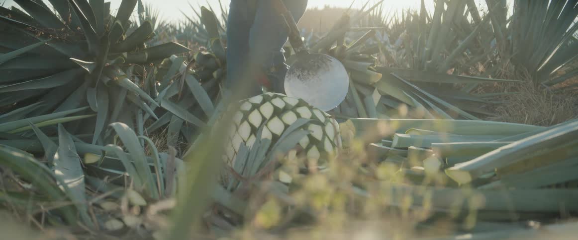 Worker cuts agave leaves leaving the pia exposed in the field
