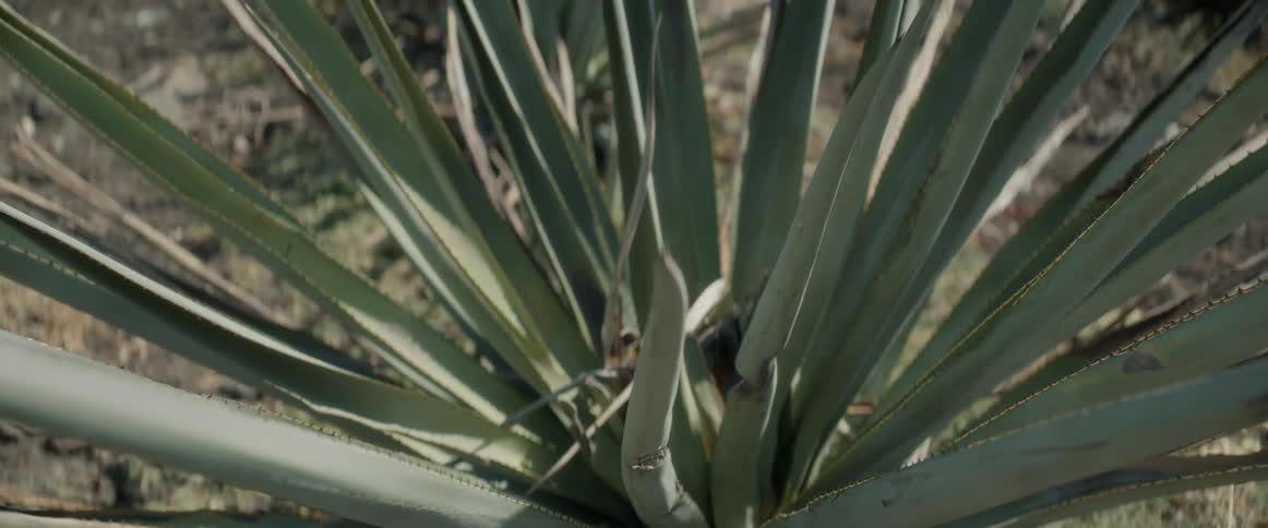 Agave plant displays long pointed leaves under direct sunlight