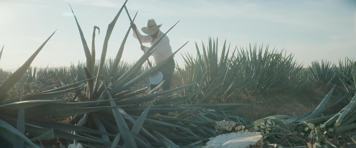 Farmer strikes around an agave plant with a shovel to harvest it