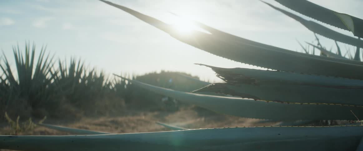 Agave leaves stand out against the low sun on the horizon