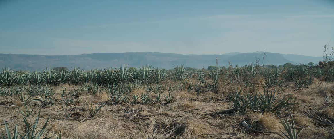 A wide static shot shows a vast field of blue agave plants under a hazy sky with distant mountains on the horizon
