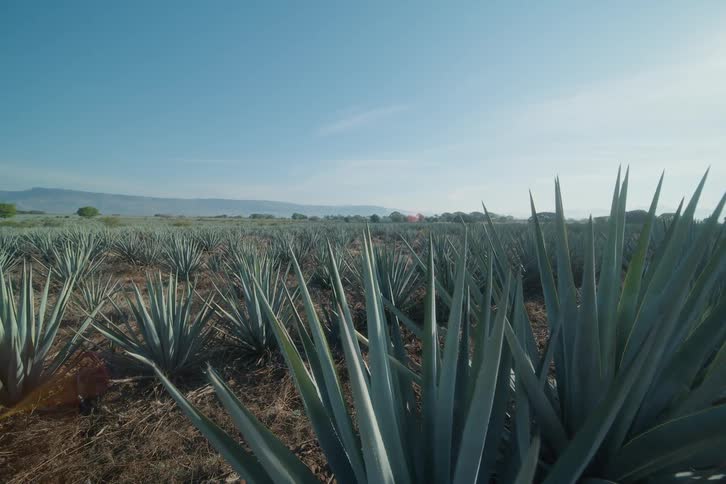 Row of agaves grows in dry soil under bright morning light