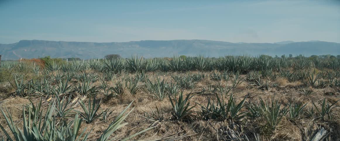 A static wide shot captures a vast arid field of blue agave plants under a clear sky with hazy mountains in the distance