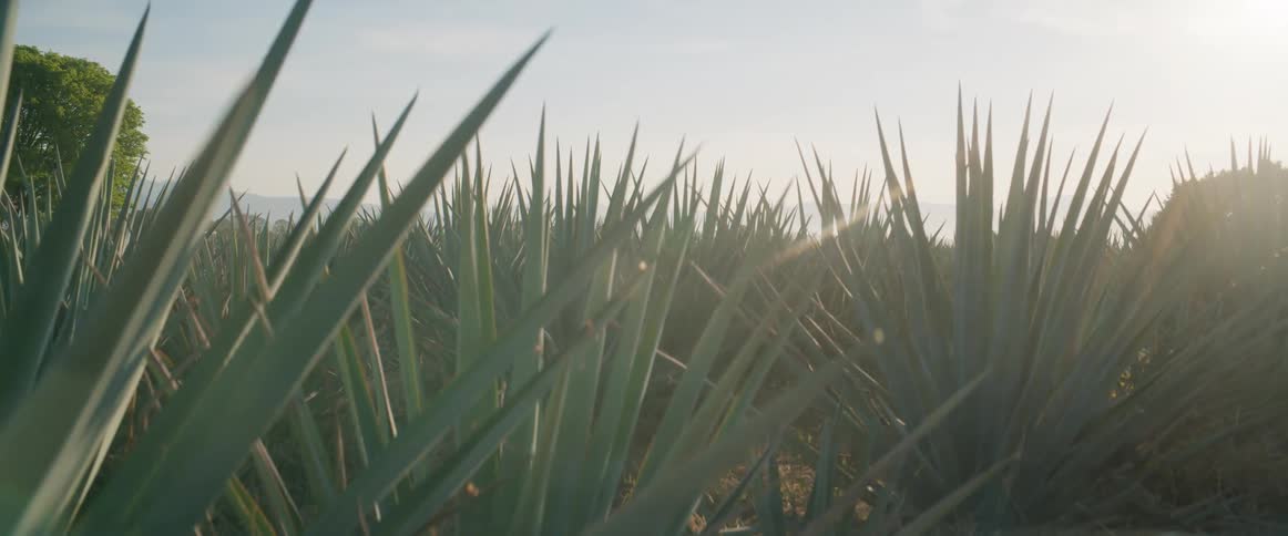 A farmland stretches widely filled with rows of pineapple plants under the midday sun