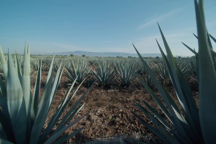 Agave plantation stretches under a clear sky with mountains in the background