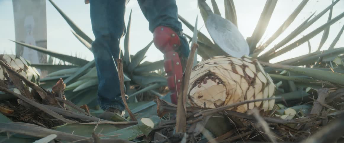 Jimador cuts the base of the agave with a coa under sunlight
