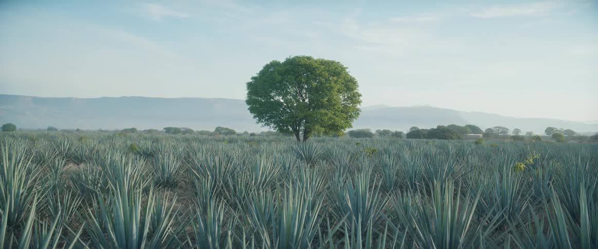 Agave field features a solitary tree at the center against distant mountains