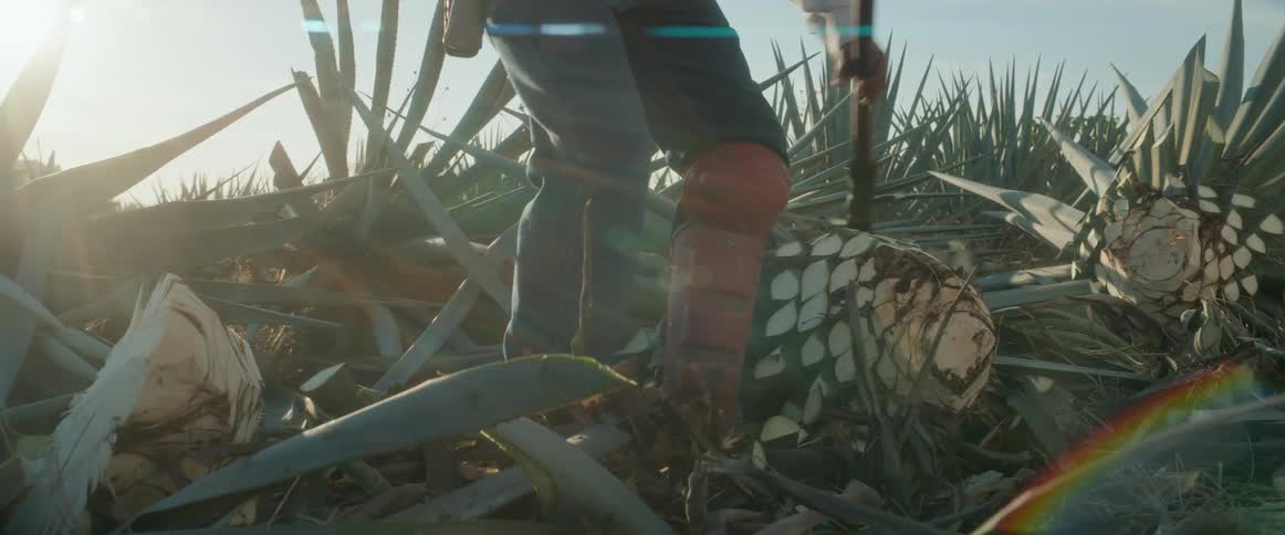 A closeup shot of a person trimming a large round agave pina the worker uses a sharp tool the ground is covered in agave leaves and debris rows of tall agave plants fill the background the scene is illuminated by bright sunlight