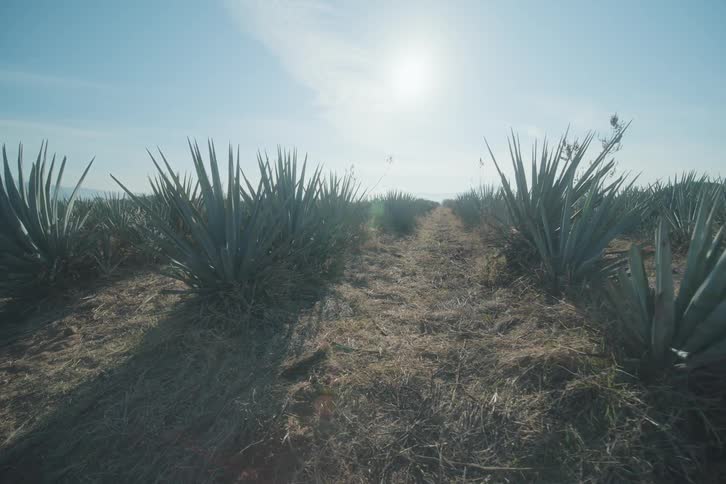 Rows of agaves grow under intense sunlight on arid soil