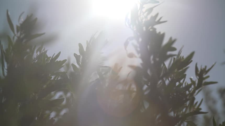 View of a sun shining over bushes