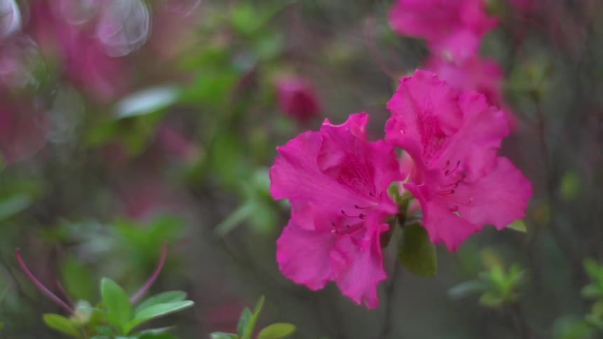 Pink spring flowers sway in the wind gently