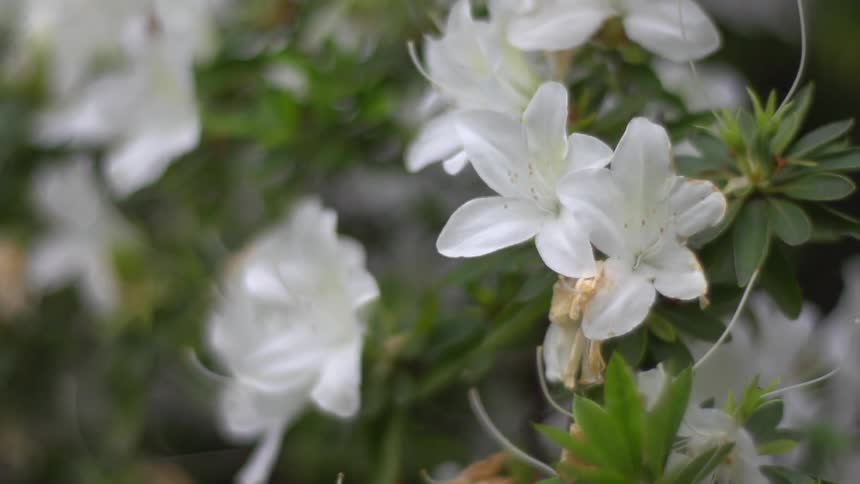 Branch covered with white flowers