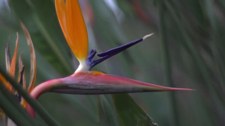A colorful flower blossoms among the tall and green plants