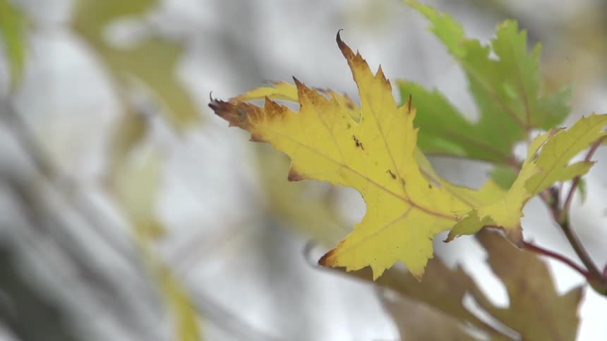 View of some yellow and green leafs