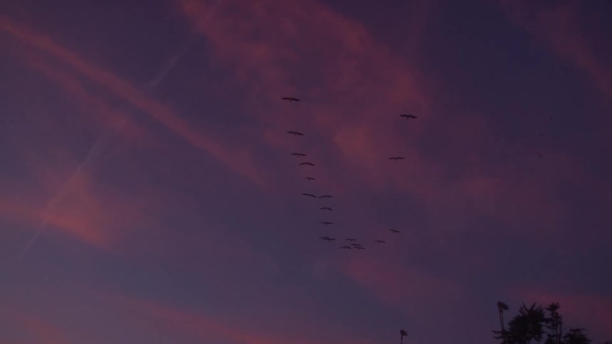 A flock of birds flies across the sky a group of birds maintains a vformation the sky displays clouds the background shows a dark landscape line